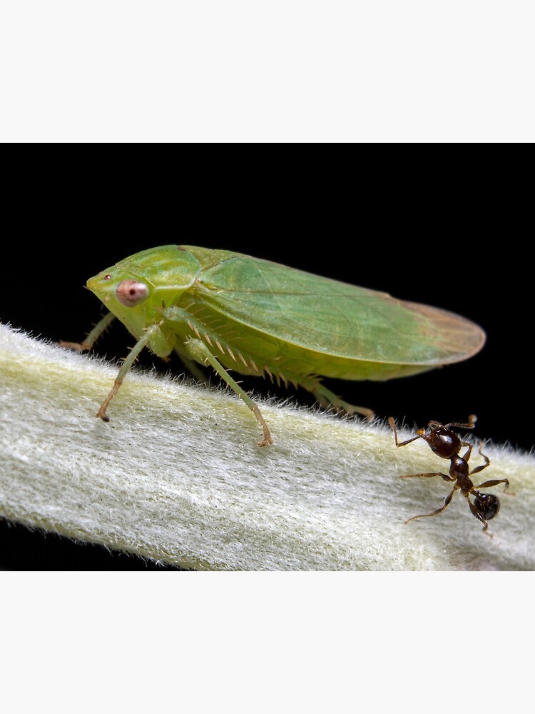Green Leafhopper with Ant" Poster for Sale by wesleysgo Redbubble