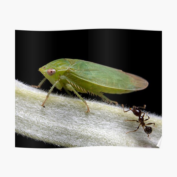 Green Leafhopper with Ant" Poster for Sale by wesleysgo Redbubble