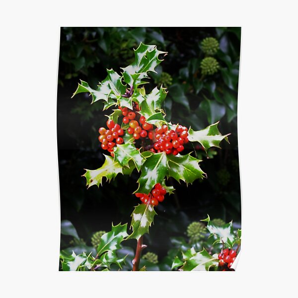 Holly Poster
