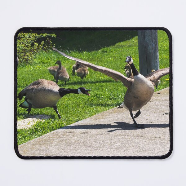 Item preview, Canada Goose Honking At Other Goose, Wings Spread - Wild Canada Goose Bird designed and sold by BackyardBirder.