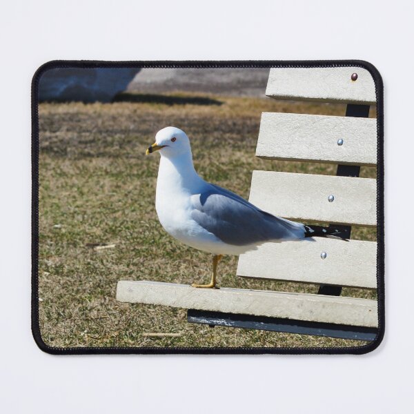 Item preview, A Gull Standing On A Bench designed and sold by BackyardBirder.