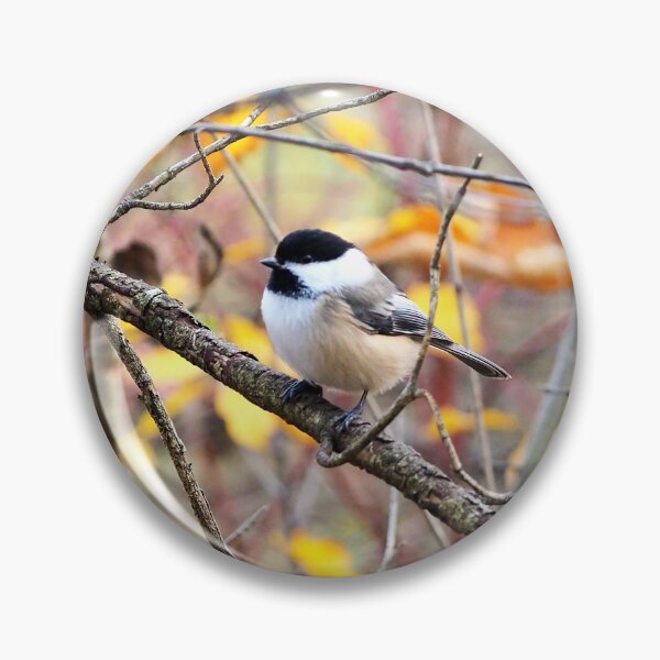 Item preview, Black-capped Chickadee Perched On A Branch designed and sold by BackyardBirder.