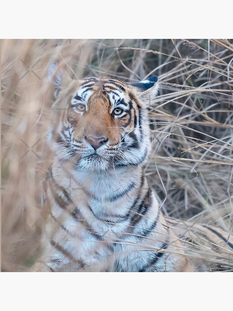 It is OK to come a little bit closer - Tigress by rshankar8080