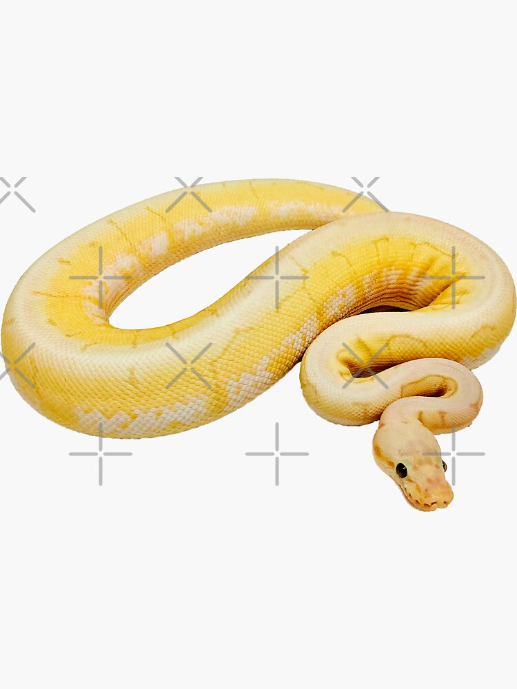 "banana ball python Python regius royal python" Sticker for Sale by burningbackpack Redbubble