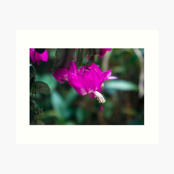 Magenta Beauty Art Print
