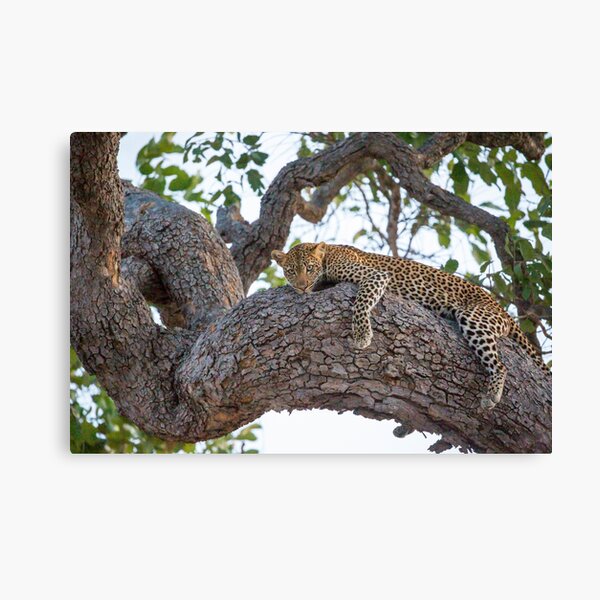 Item preview, Tree cat designed and sold by Sascha Fonseca.