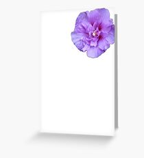 Purple hibiscus flower Greeting Card