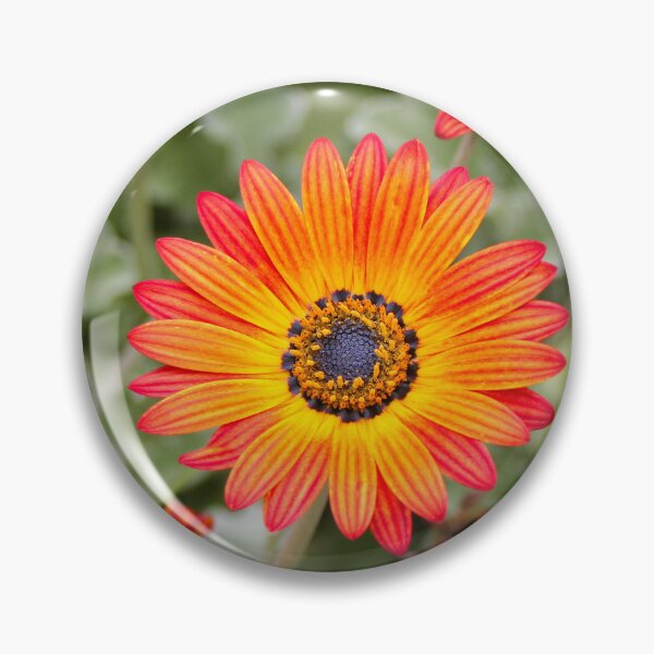Item preview, Orange and Yellow Gazania Flowers in Bloom designed and sold by FranWest.