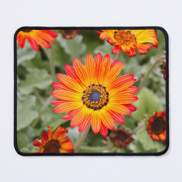 Item preview, Orange and Yellow Gazania Flowers in Bloom designed and sold by FranWest.