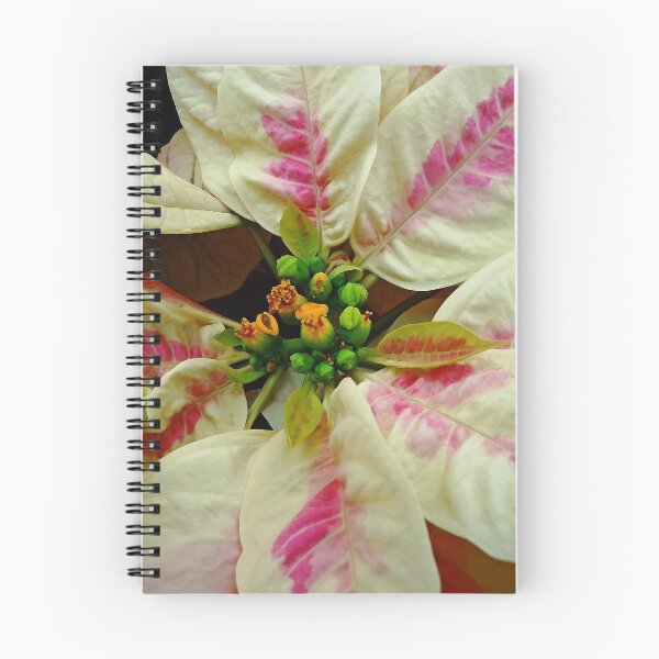 Item preview, Ivory And Pink Pointsettia designed and sold by Debbie Oppermann.