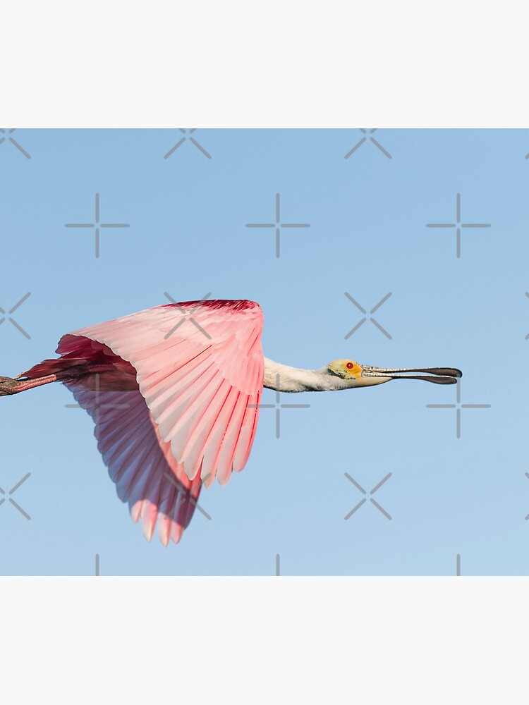 Spoonbill by rshankar8080