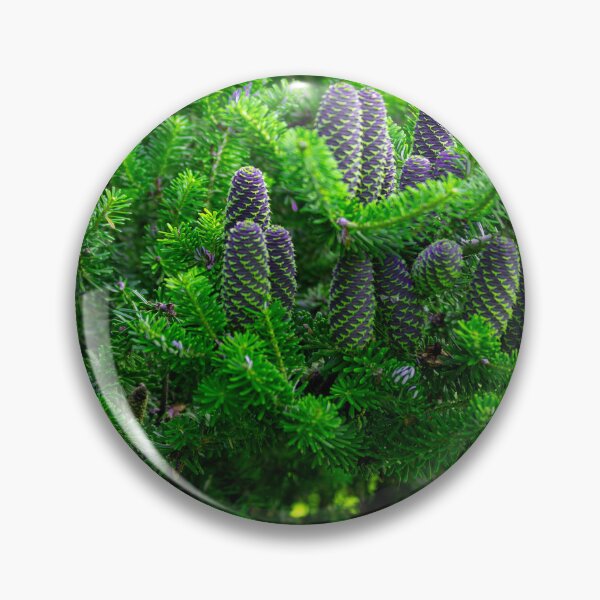 Item preview, Korean fir, abies koreana designed and sold by HausmannArt.