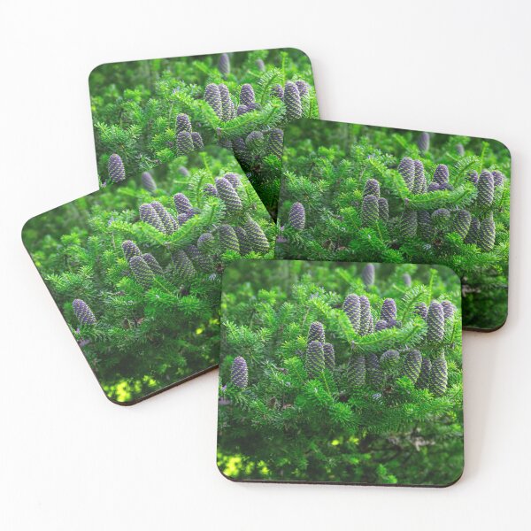 Item preview, Korean fir, abies koreana designed and sold by HausmannArt.