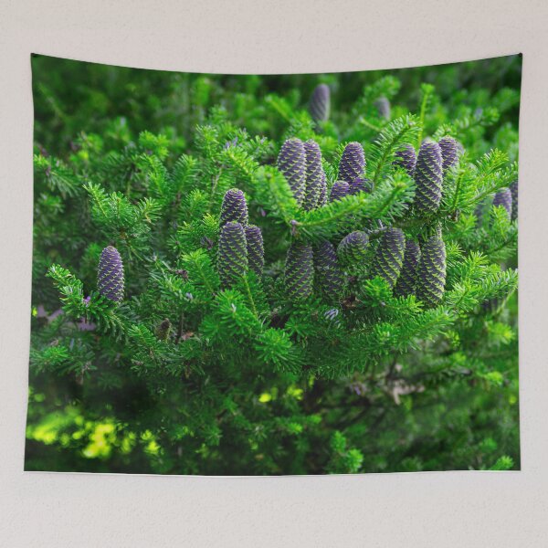 Item preview, Korean fir, abies koreana designed and sold by HausmannArt.