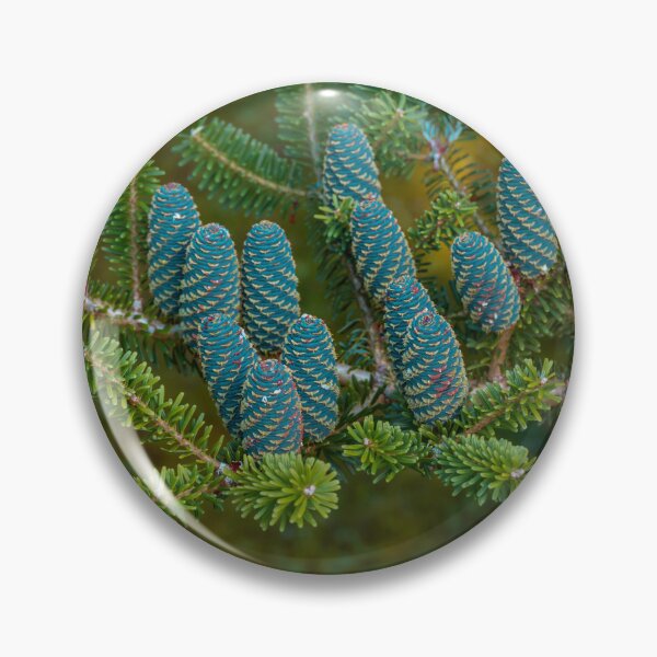 Item preview, Korean fir, abies coreana blue cones designed and sold by HausmannArt.