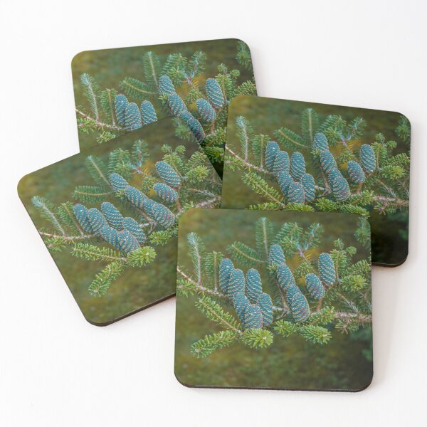Item preview, Korean fir, abies coreana blue cones designed and sold by HausmannArt.