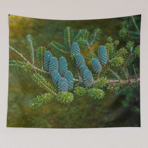 Item preview, Korean fir, abies coreana blue cones designed and sold by HausmannArt.