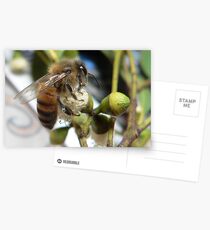 Bee VI Postcards