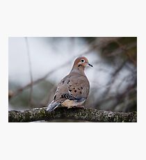 Mourning Dove Sitting Pretty Photographic Print