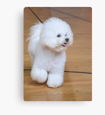 Bichon Frise (curly lap dog) is a small breed of dog of the Bichon type. Metal Print