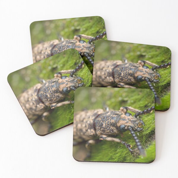Item preview, A fungus weevil (Anthribidae) with a shorter head designed and sold by AvonPerception.