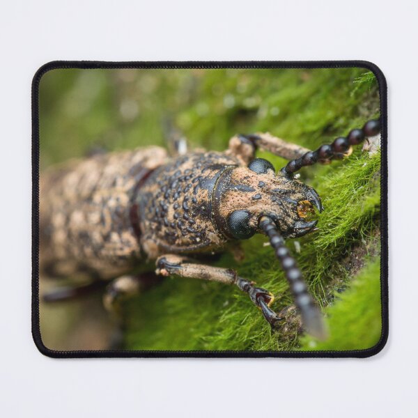 Item preview, A fungus weevil (Anthribidae) with a shorter head designed and sold by AvonPerception.