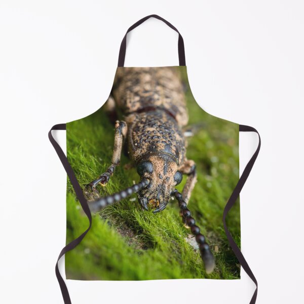 Item preview, A fungus weevil (Anthribidae) with a shorter head designed and sold by AvonPerception.