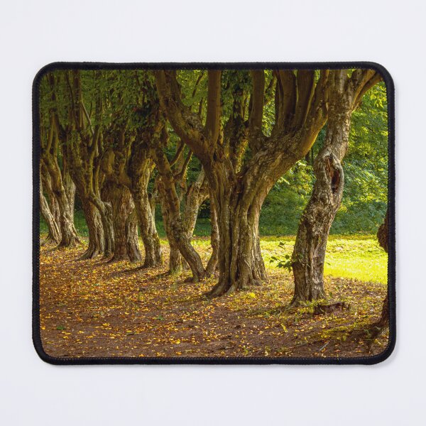 Item preview, Twisted trees growing along the path. autumn climate. designed and sold by HausmannArt.
