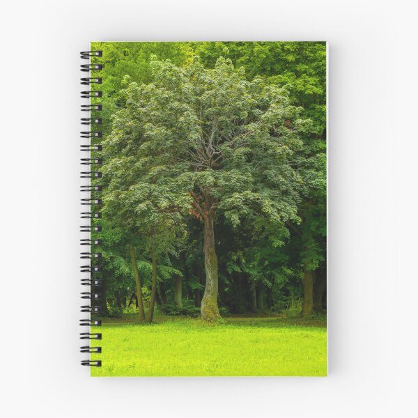 Item preview, Tree in front of trees. park in fall. designed and sold by HausmannArt.