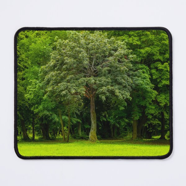 Item preview, Tree in front of trees. park in fall. designed and sold by HausmannArt.
