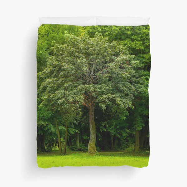 Item preview, Tree in front of trees. park in fall. designed and sold by HausmannArt.