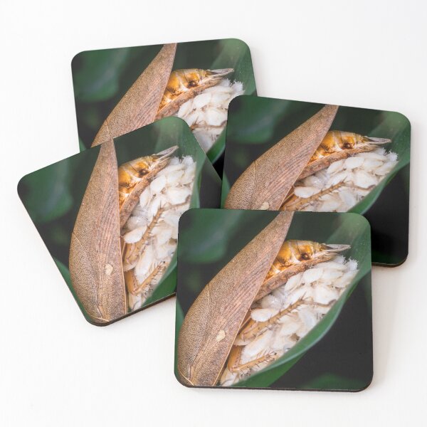 Item preview, A beautiful forest cockroach (Ectobius sylvestris) with its brood designed and sold by AvonPerception.