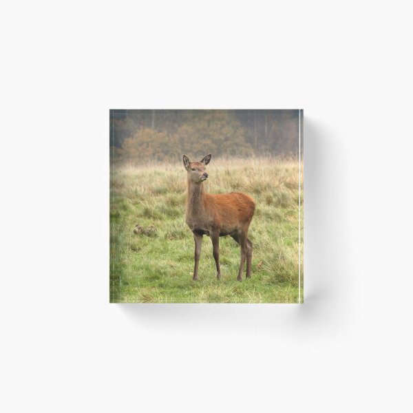 Item preview, Female Red Deer designed and sold by Philip Butler.