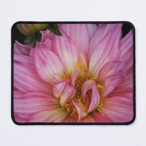 Item preview, Dahlia - Sincerity designed and sold by CotswoldCottage.