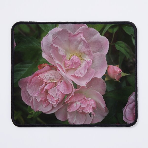Item preview, Rose Garden designed and sold by CotswoldCottage.