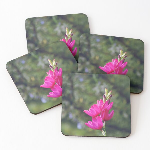 Item preview, Pink Ixia Maculata Corn Lily Flowers designed and sold by CarolinaReina.