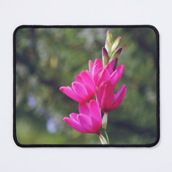 Item preview, Pink Ixia Maculata Corn Lily Flowers designed and sold by CarolinaReina.