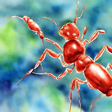 Imagen de la obra Ant highly detailed watercolor painting de DrawItOnce