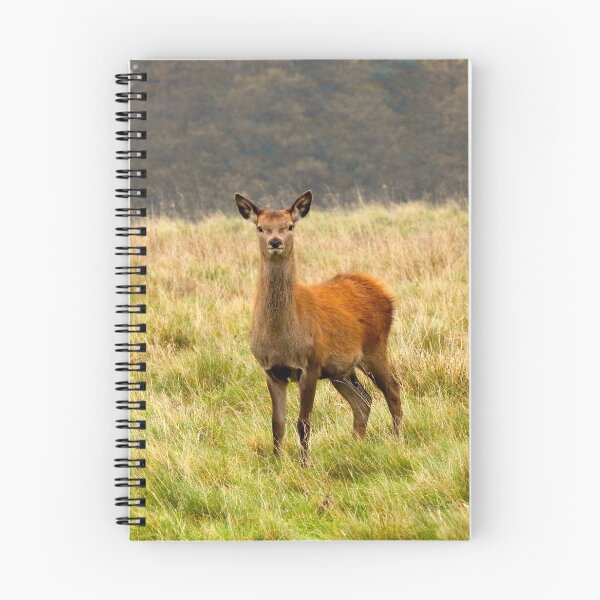 Item preview, Red deer (Cervus elaphus) designed and sold by Philip Butler.
