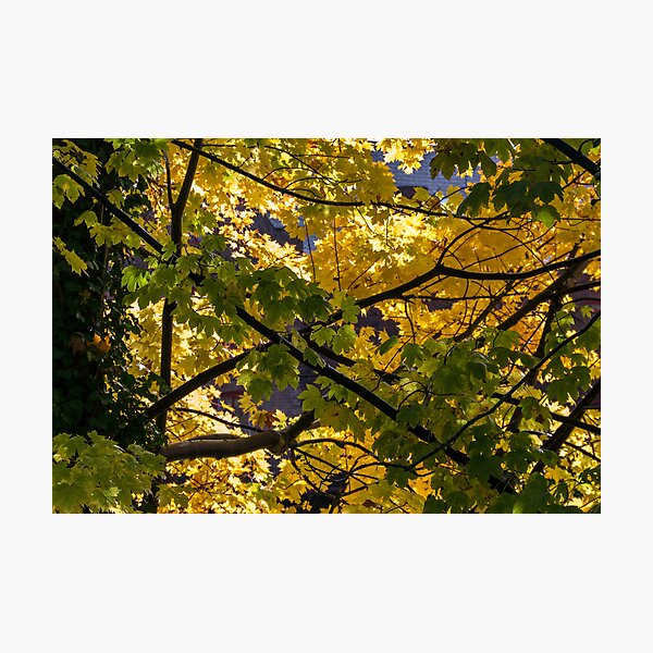 Item preview, Backlit Autumn Fall Leaves designed and sold by neandercol.