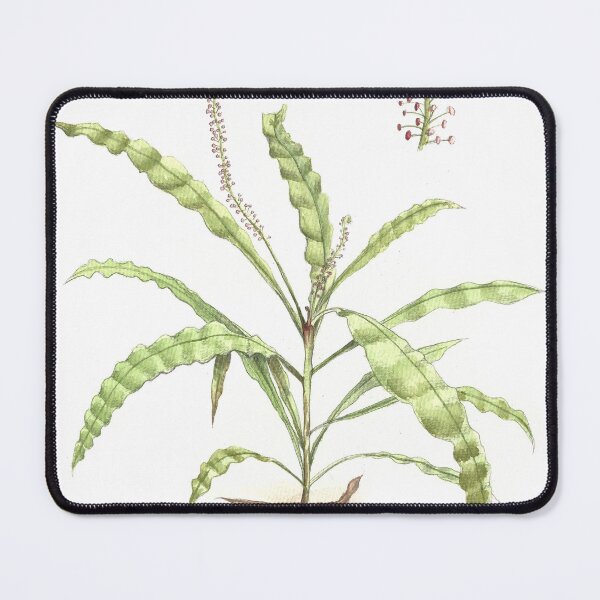 Item preview, Triphyophyllum peltatum Carnivorous Plant Scientific illustration designed and sold by clorofila.