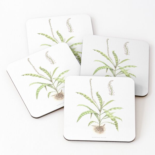 Item preview, Triphyophyllum peltatum Carnivorous Plant Scientific illustration designed and sold by clorofila.
