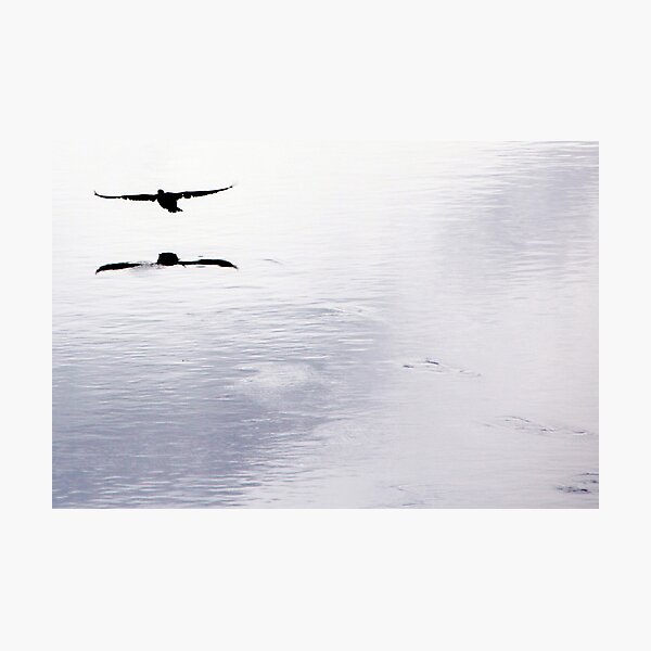 Item preview, Cormorant Flying designed and sold by neandercol.