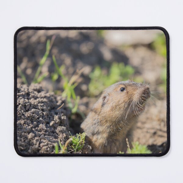 Item preview, Botta's Pocket Gopher peeking over its burrow designed and sold by yhelfman.