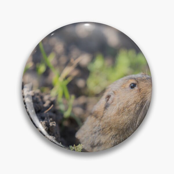 Item preview, Botta's Pocket Gopher peeking over its burrow designed and sold by yhelfman.
