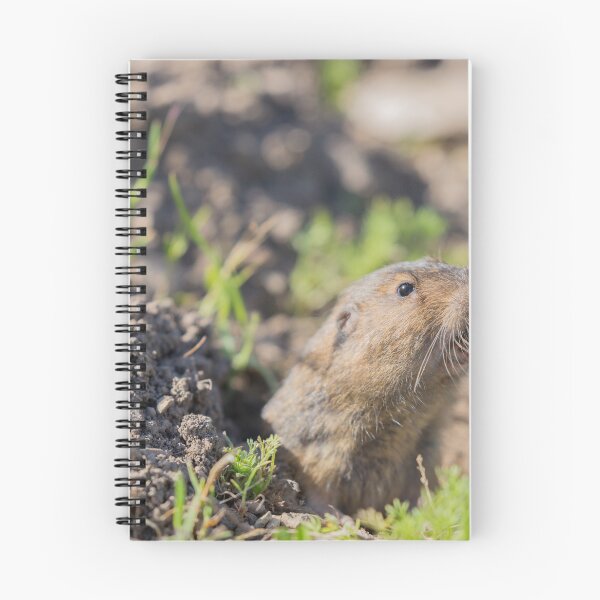 Item preview, Botta's Pocket Gopher peeking over its burrow designed and sold by yhelfman.