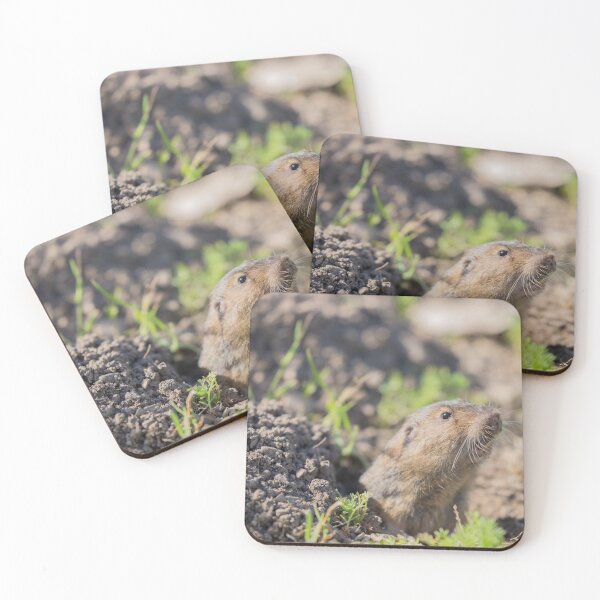 Item preview, Botta's Pocket Gopher peeking over its burrow designed and sold by yhelfman.