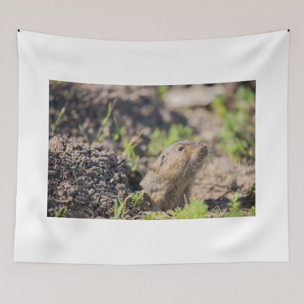 Item preview, Botta's Pocket Gopher peeking over its burrow designed and sold by yhelfman.