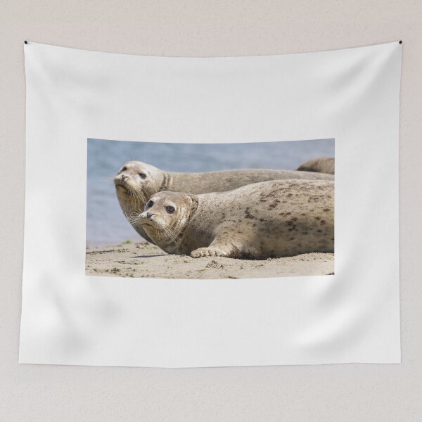 Item preview, Harbor Seals at Moss Landing State Beach, California designed and sold by yhelfman.