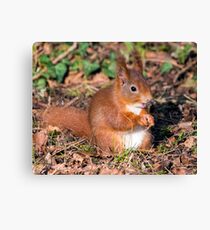 Red Squirrel Canvas Print